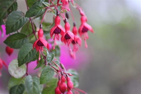 Flowers from Colombia – TrueLife Productions