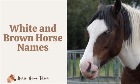 250 White and Brown Horse Names (With Meanings) - HorseNameIdeas.com