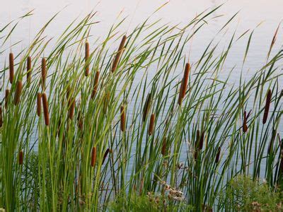 Cattail Seed Dispersal