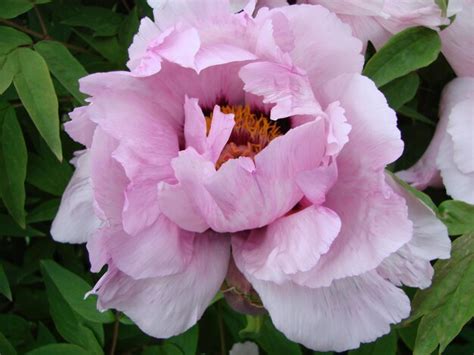 Premium Photo | Pink peony flower paeonia suffruticosa in garden ...