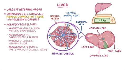 Liver histology: Video, Anatomy, Definition & Function | Osmosis