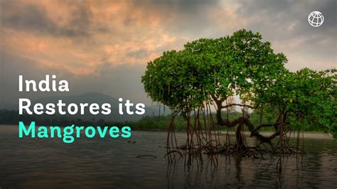 Restoring India’s Mangroves Is the Way Forward for Building Coastal ...