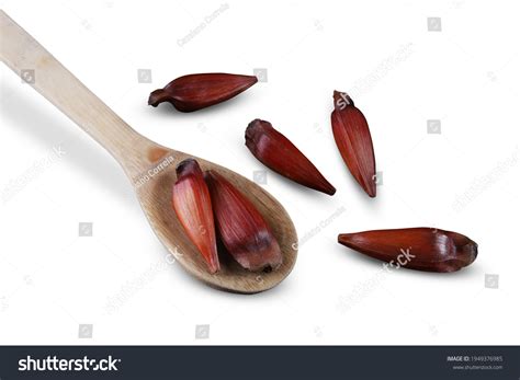 Typical Araucaria Seeds Used Condiment Brazilian Stock Photo 1949376985 ...