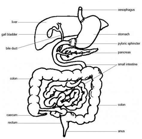 Pig Digestive System Diagram Labeled