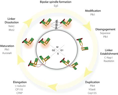 The centrosome cycle of animal cells. Main events in the centrosome ...