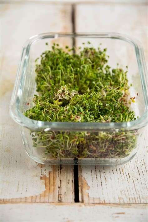 Broccoli Sprouts Benefits & How to Grow Broccoli Sprouts | Nutriplanet