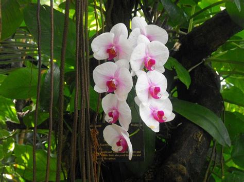 Land Yachters Extraordinaire: Rain Forest In Texas | Orchids, Flora flowers, Beautiful orchids