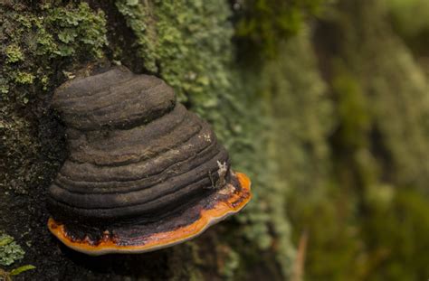 Chaga: The Northern Medicinal Mushroom | Worldhealth.net Anti-Aging News