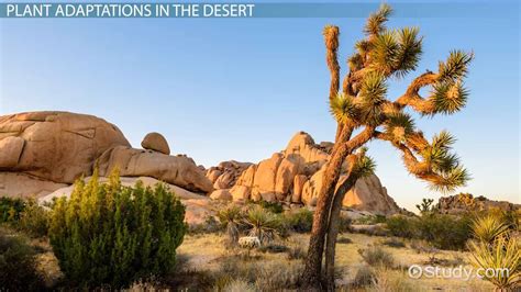 Here Is How Desert Plants Adapted To The Desert