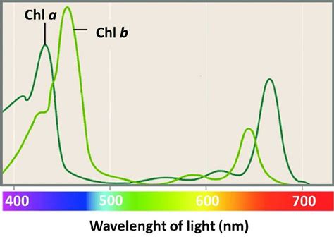 Absorption spectrum of chlorophyll a and chlorophyll b [17] | Download ...