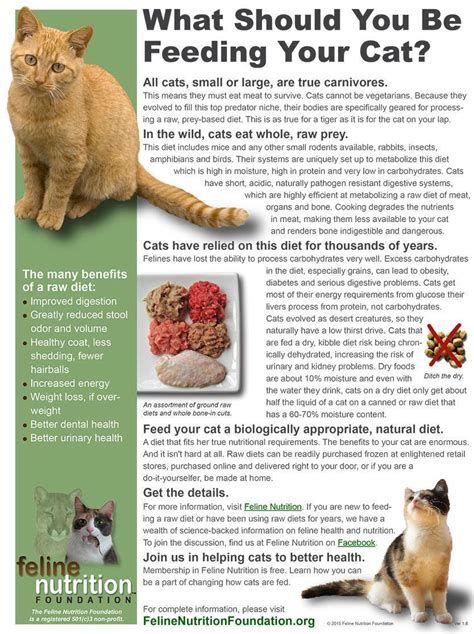 What Should You Be Feeding Your Cat? | Hare Today | Cat nutrition, Cat ...