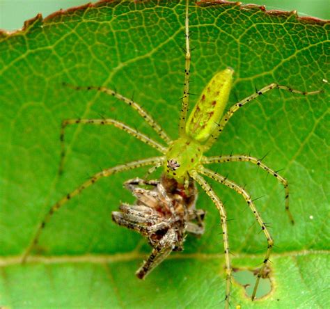 6 photos of green lynx spider eating in Biological Science Picture ...