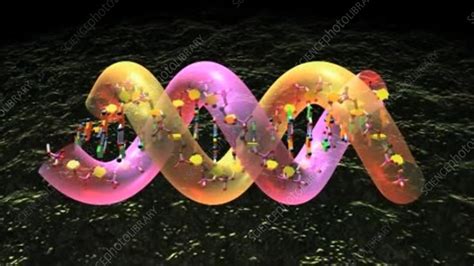 DNA molecule, animation - Stock Video Clip - K003/9336 - Science Photo ...