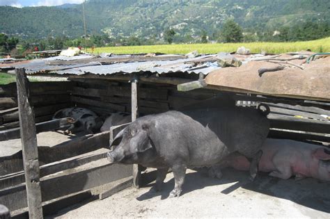 Pig farming in Nepal is growing step by step - Pig Progress