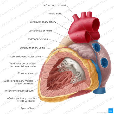 Anatomy Of The Human Heart Physiopedia, 60% OFF