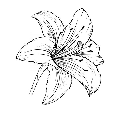 Black And White Lily Flower Coloring Pages Outline Sketch Drawing ...