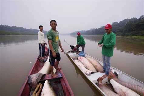 Amazon River Fish