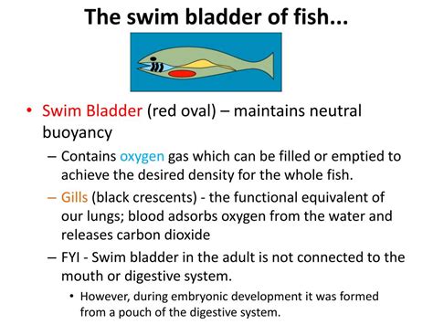 PPT - Salinity and Buoyancy: Fish Swim Bladder PowerPoint Presentation - ID:1921119