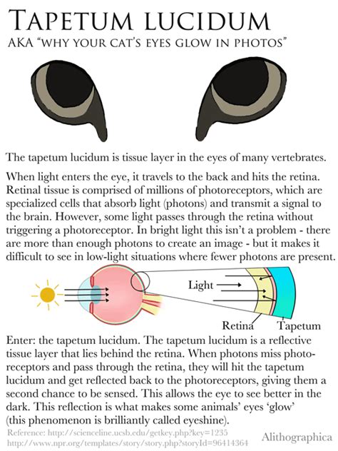 Science Fact Friday - Tapetum lucidum! So why... | science, art, and ...