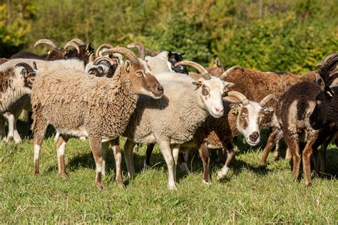 A flock of Soay Sheep | Severn Gorge Countryside Trust