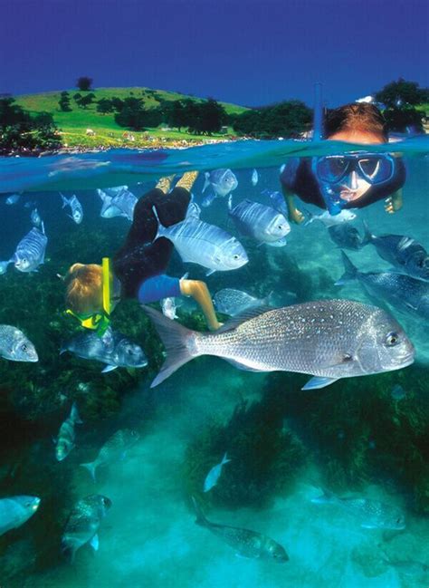 "Snorkel on the Goat Island Marine Reserve The country’s first marine reserve, Goat Island is ...