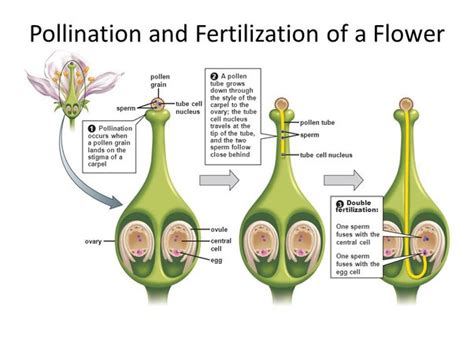 Where Does Mitosis Actively Take Place in Plants - CarolinarilFritz