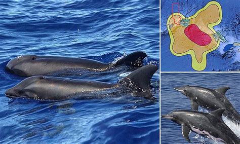 'Whale-dolphin hybrid' spotted near Hawaii is the first of its kind, but don't call it a ...