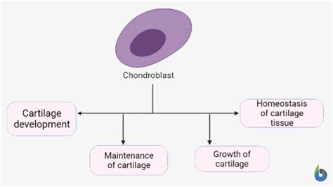 Chondroblast - Definition and Examples - Biology Online Dictionary