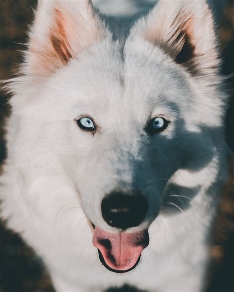 The Samoyed Husky Mix: Temperament, Size, Traits, and More!