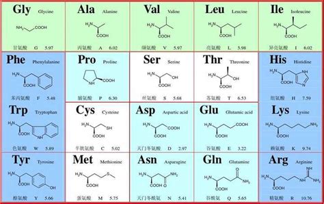 20种氨基酸结构式图片_万图壁纸网