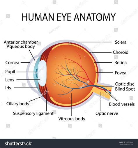 Illustration Of The Human Eye Anatomy On The White Background. - 390010030 : Shutterstock