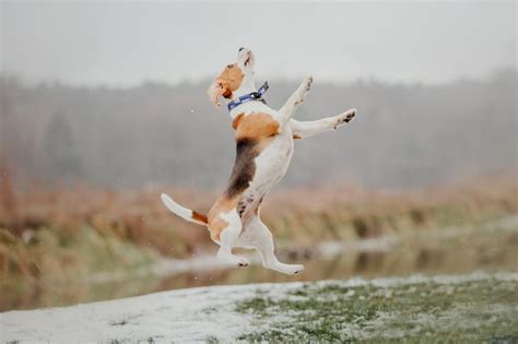 Premium Photo | A dog jumping in the air with the snow on the ground