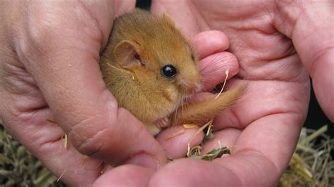 Gledwood Vol 4 (new main blog) : Fat, Furry Dormice for the Weekend...