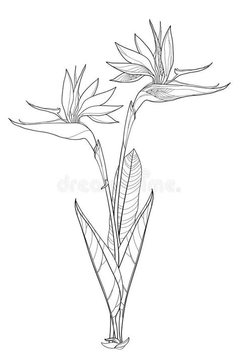 Vector bunch of outline tropical Strelitzia reginae or bird of paradise flower bunch and ornate ...