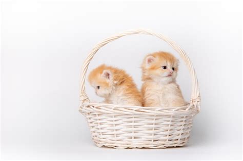 Premium Photo | A group of cute fluffy kittens in a basket on a white background