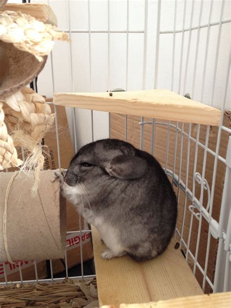 Feels sleepy | Chinchilla cute, Chinchilla pet, Cute little animals