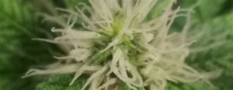 How To Grow Gelato 33 Strain | Blimburn Seeds