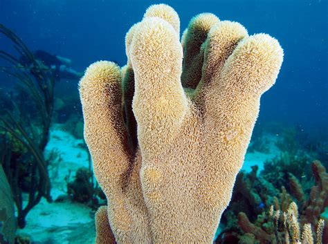 Pillar Coral - Dendrogyra cylindrus - The Exumas, Bahamas - Photo 5 - Tropical Reefs