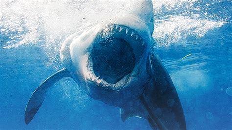 Two shark attacks in ONE DAY on same stretch of beach amid 5 Long ...