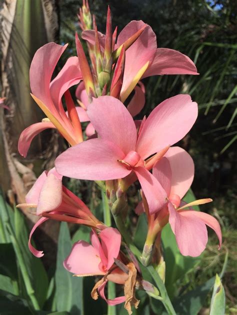 canna lily seeds thailand pastel pink | eBay | Lily seeds, Canna bulbs ...