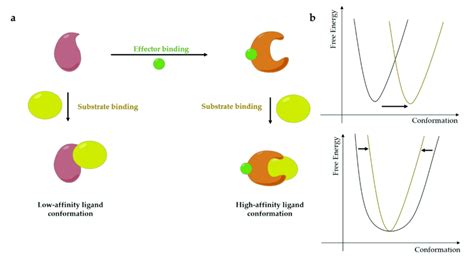 Allosteric binding and it conformational dynamics in (a) effector ...