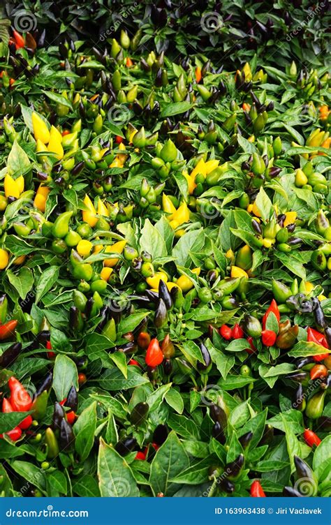 Red chilli plants stock photo. Image of bush, rousingly - 163963438