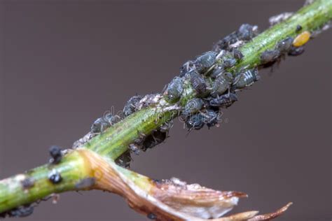 Colony of Black Bean Aphids, Aphis Fabae Stock Image - Image of damage, nymphs: 255502135