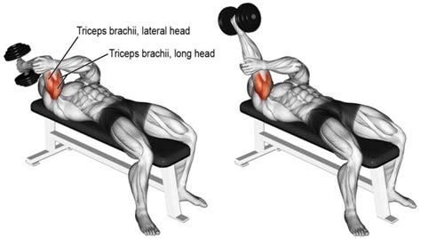 7 Dumbbell Strength Training Exercises for Guys Over 50 | Ejercicios musculacion, Ejercicios de ...