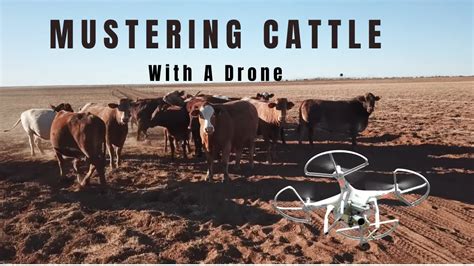 Mustering Cattle With A Drone (Orbit Innovations Group) - YouTube