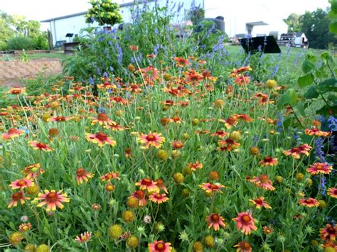 Texas Native Plants – Easy Care Beauty, the Natural Way!