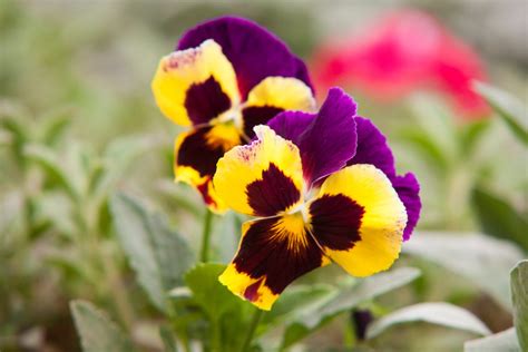 Winter Care for Pansies (Complete Guide) - Gardenisms