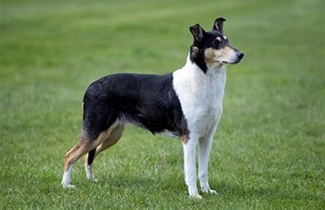 Smooth Collie [Ultimate Guide: Personality, Health, Trainability]