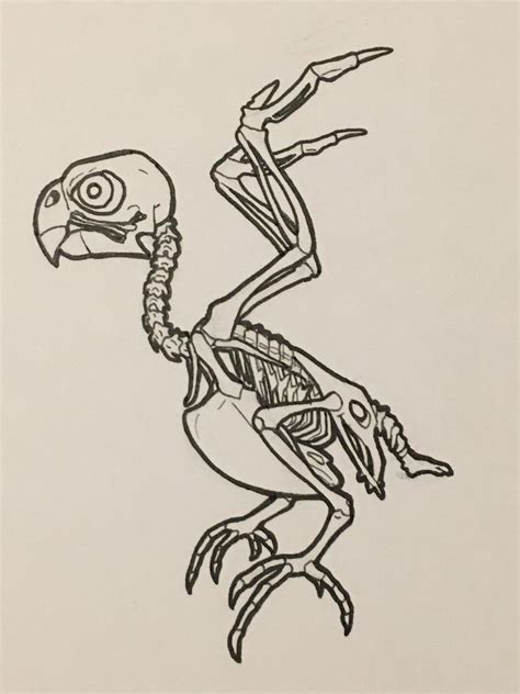 Budgie skeleton I drew : r/budgies