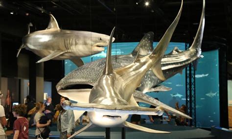 A close encounter with sharks' ancestors in Australian Museum - Global ...